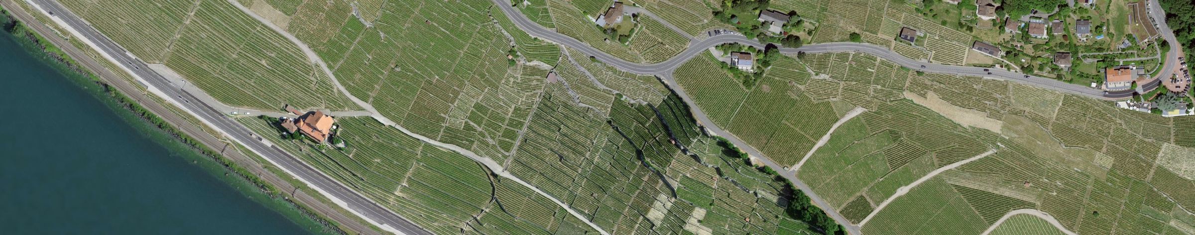 Vineyard terraces on Lake Geneva